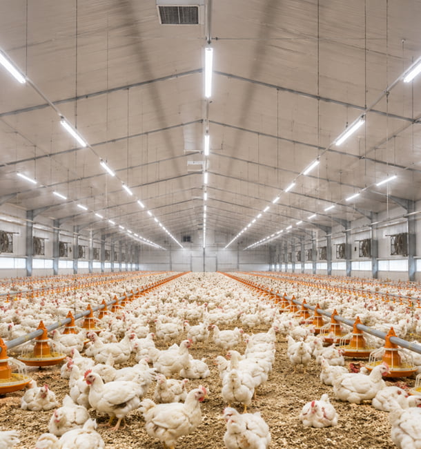 Waterproof LED tri-proof light fixtures installed in a professional poultry farm environment