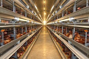 Ammonia-resistant extruded LED tube lighting installed in automated layer hen cage system