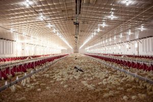 High-pressure washdown IP69K tubular LED fixtures in large commercial broiler house