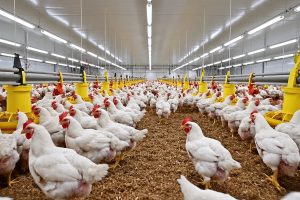 Glare-free uniform light distribution from extruded diffuser tubes reducing poultry stress
